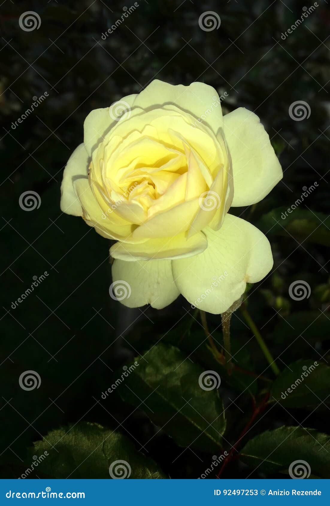 rosa alba l., belongs to the family rosaceae