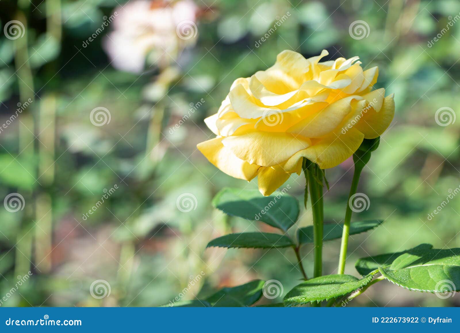 Rosa Amarela. Rosa Florescente. Rosas Amarelas Do Jardim. Flores No Jardim  Foto de Stock - Imagem de isolado, jardim: 222673922