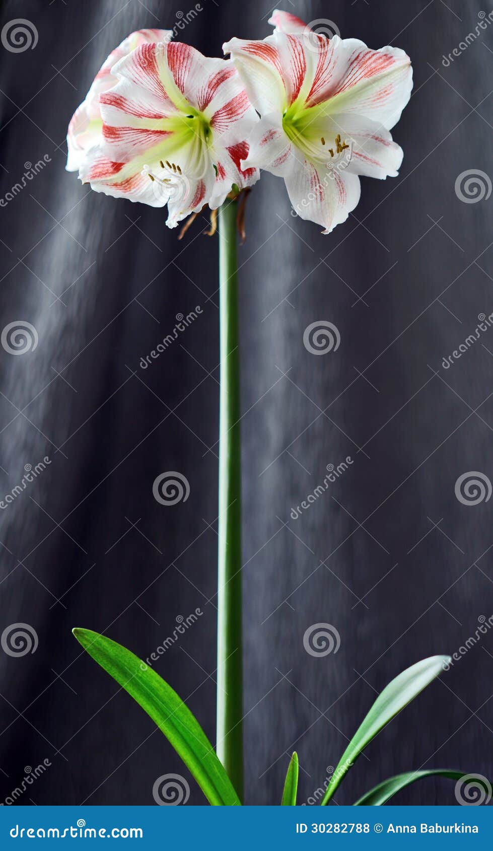Rosa amarilis. Makrofors av blommor