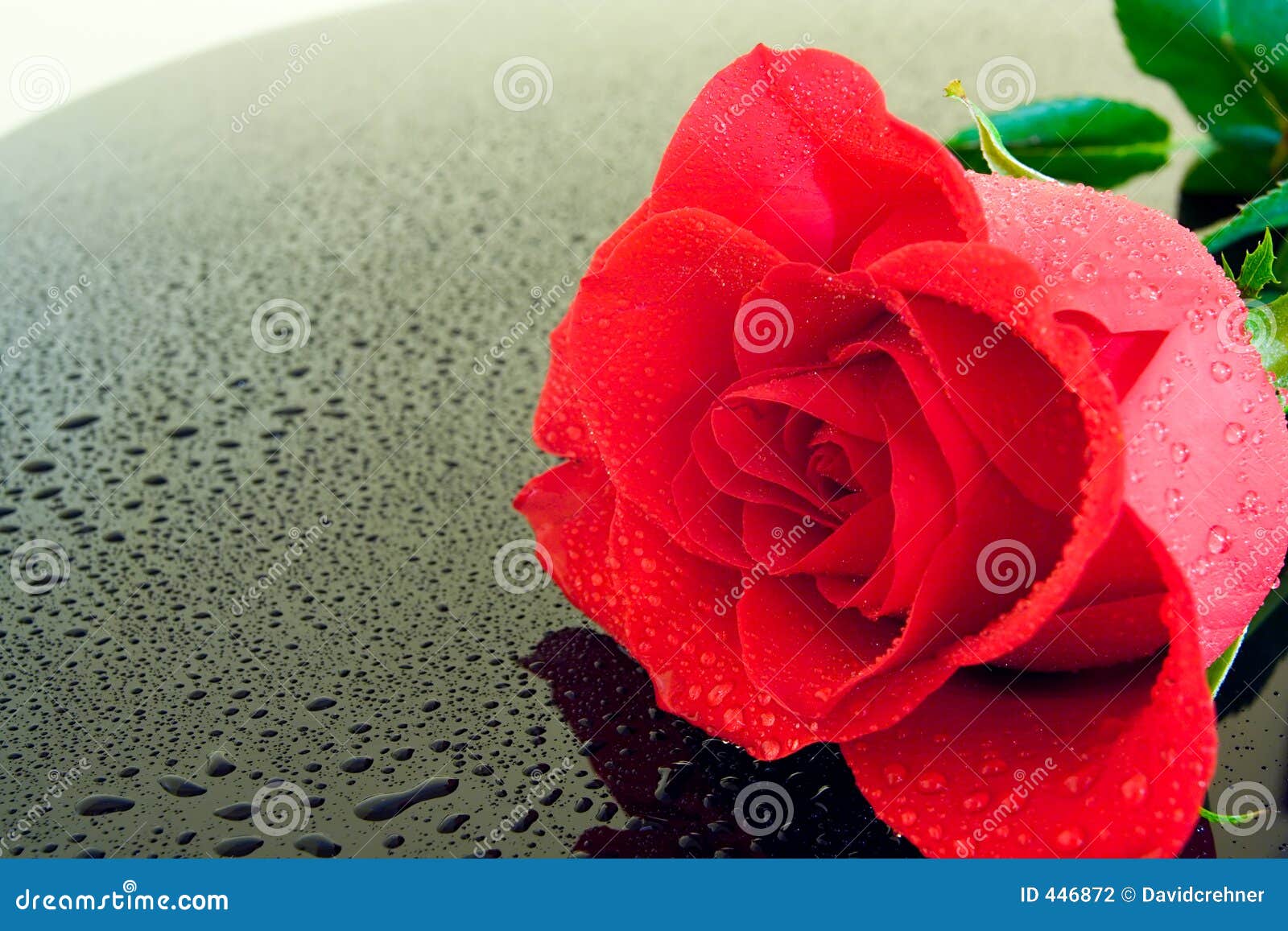 Rosa Bagnata Fotografia Stock Immagine Di Romantico Valentines 446872