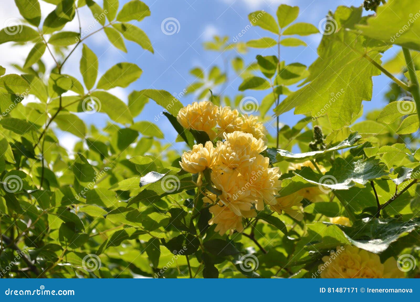 rosa banksiae `lutea`.bush with little yellow flowers.