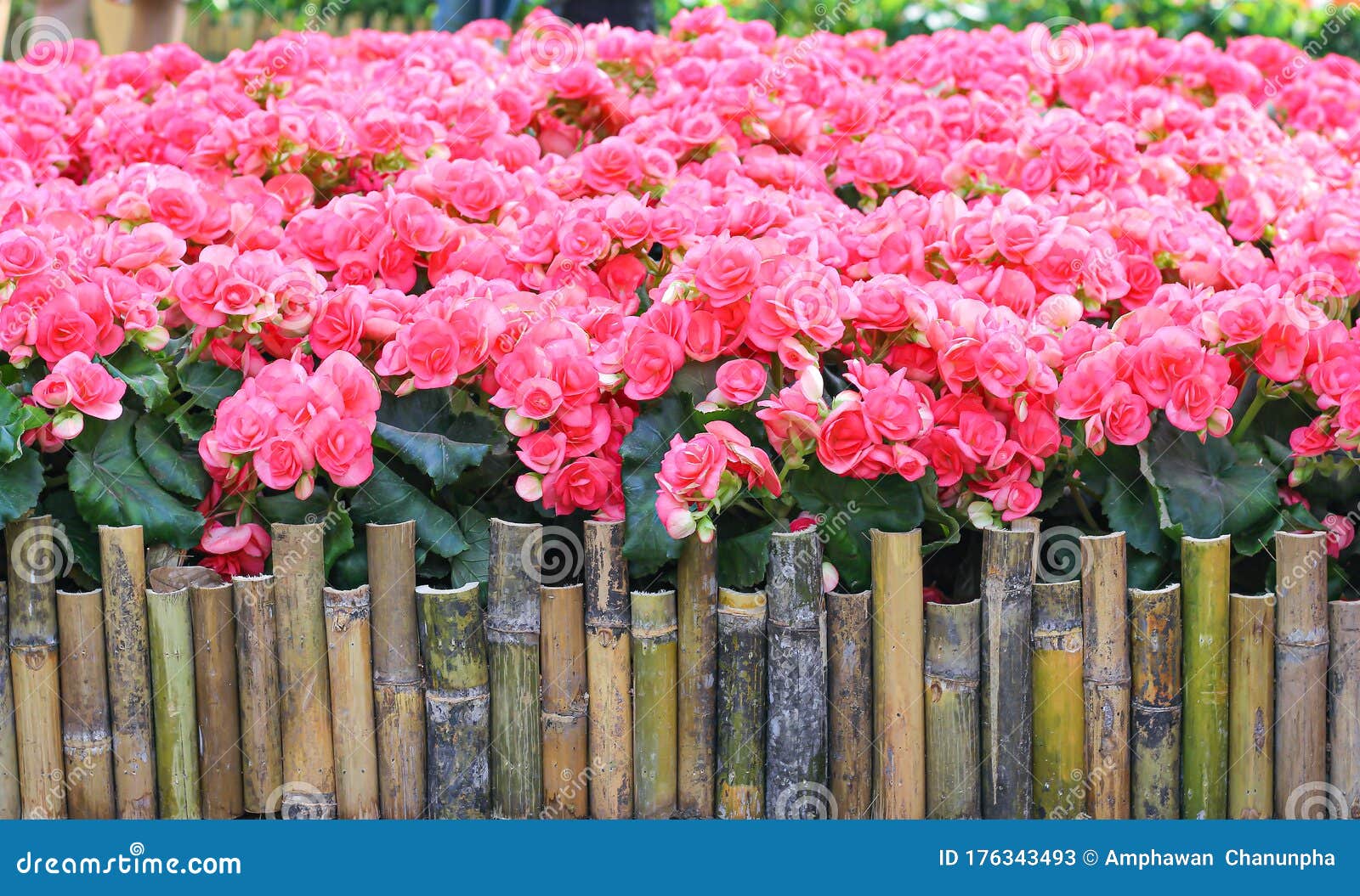 Rosa Begonia Blommor Och Bambu I Trädgårdens Bakgrund Fotografering för  Bildbyråer - Bild av garnering, skönhet: 176343493