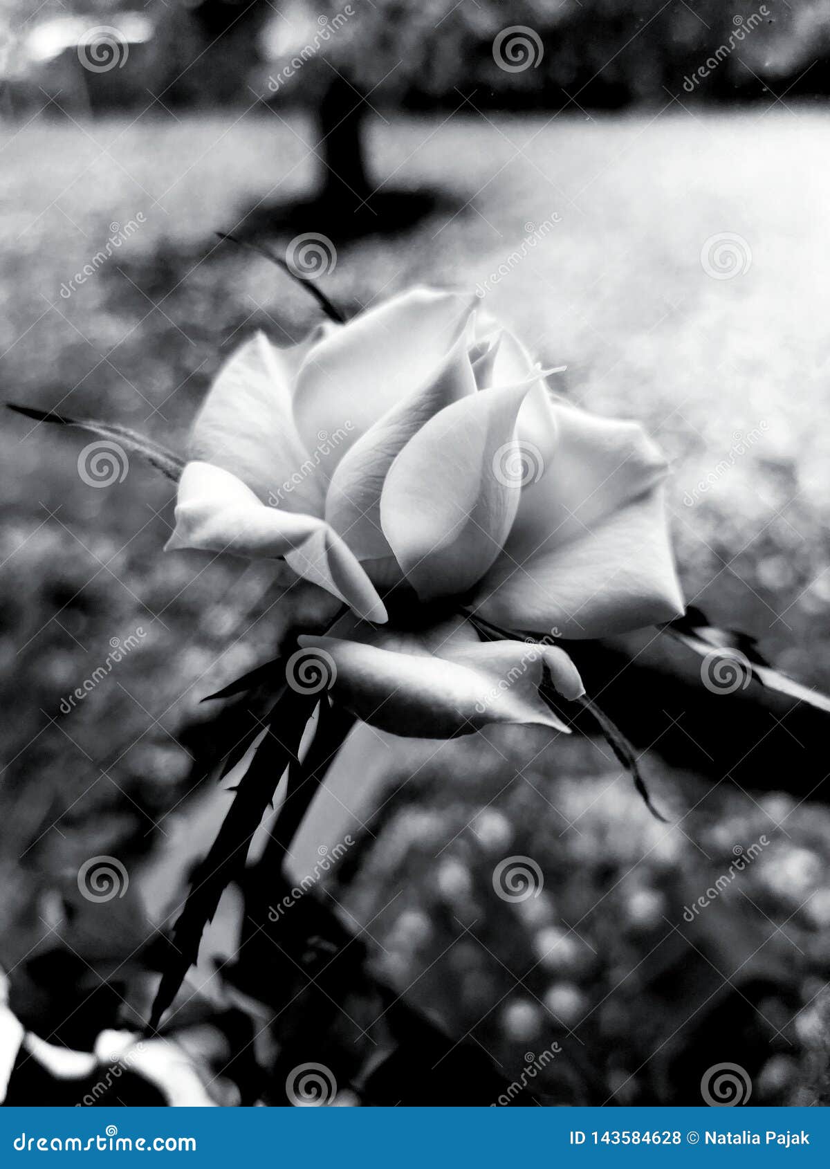 Rosa In Bianco E Nero Fotografia Stock Immagine Di Rose
