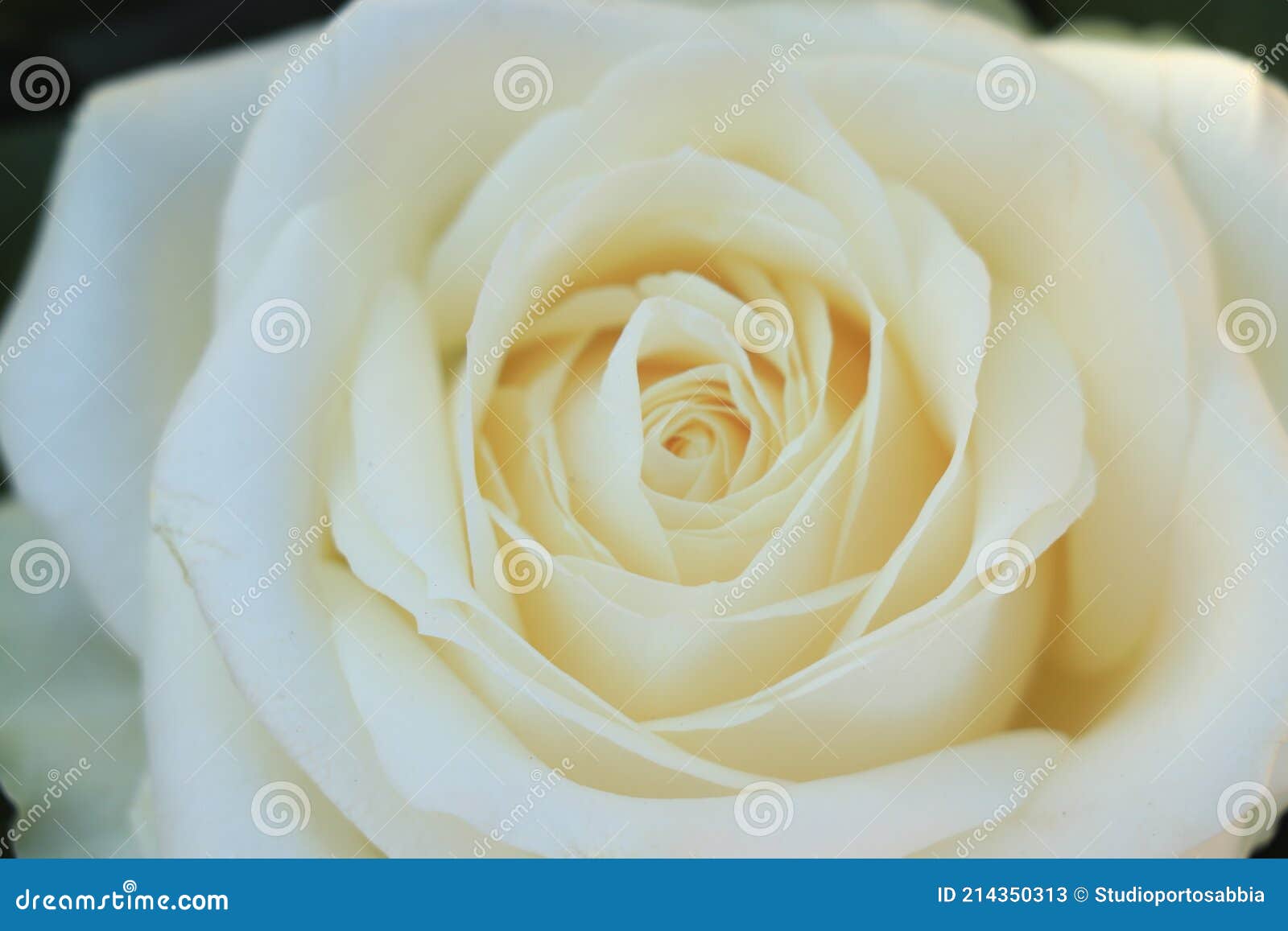 Rosa blanca simple imagen de archivo. Imagen de concepto - 214350313
