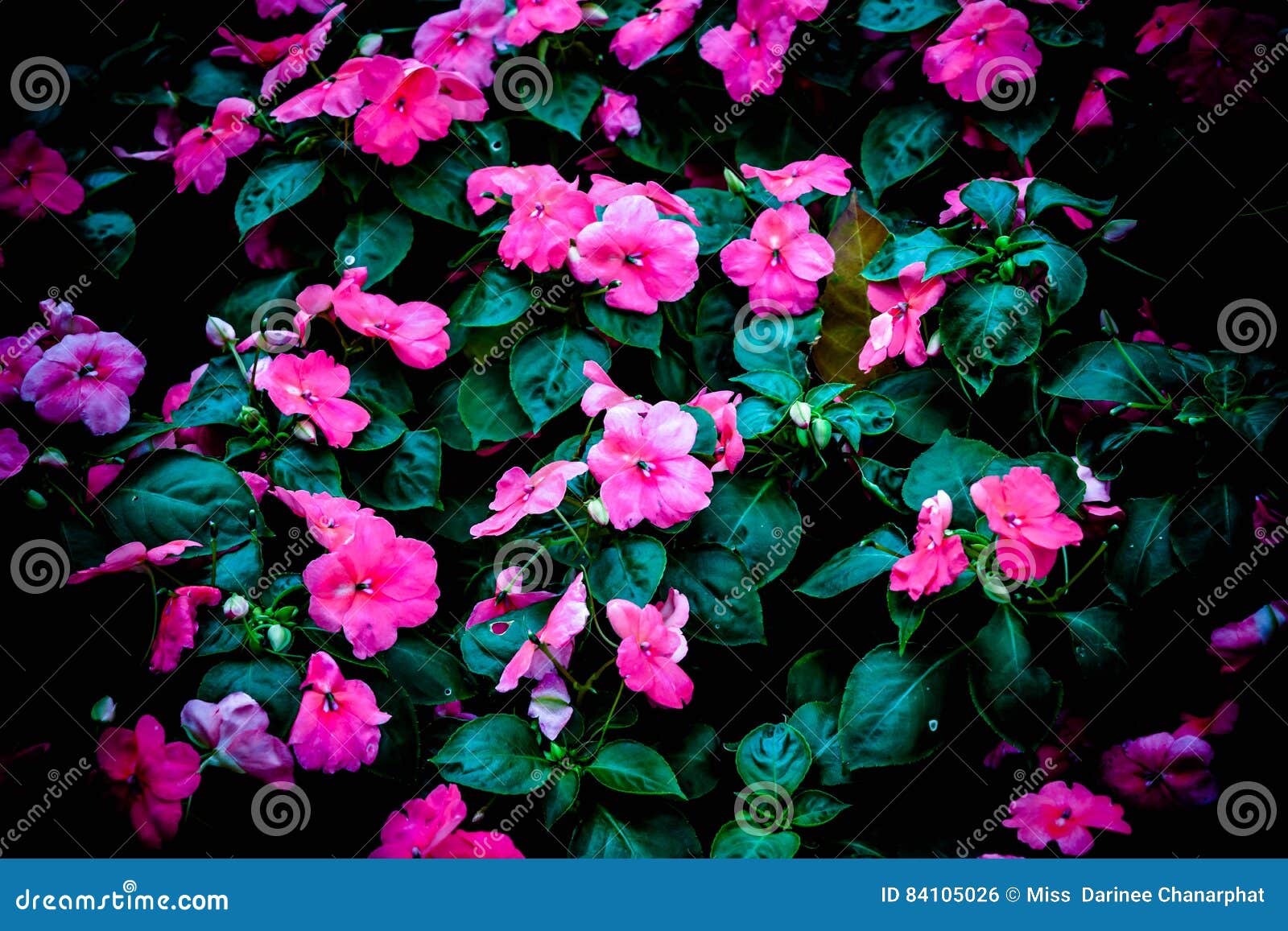 Rosa Blumen Der Kunst Und Schwarzer Hintergrund Stockfoto - Bild von