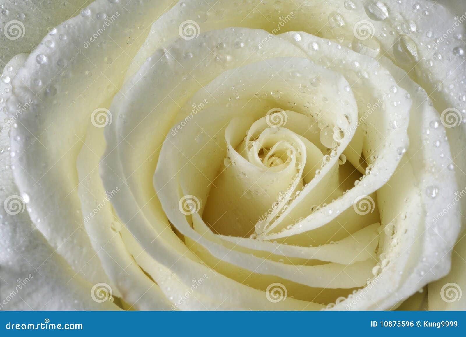 pics Imagem De Uma Rosa Branca dreamstime