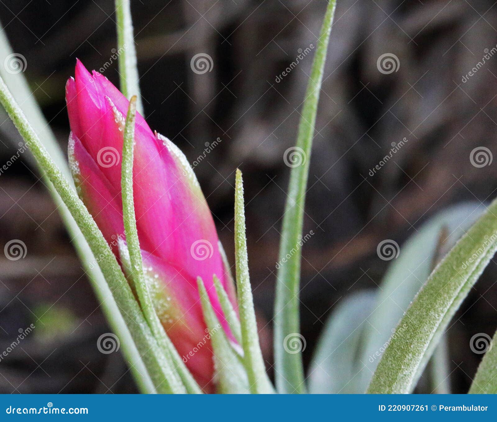 Rosa Bromelias Flor En Un Jardín Imagen de archivo - Imagen de coloreado,  ambiente: 220907261