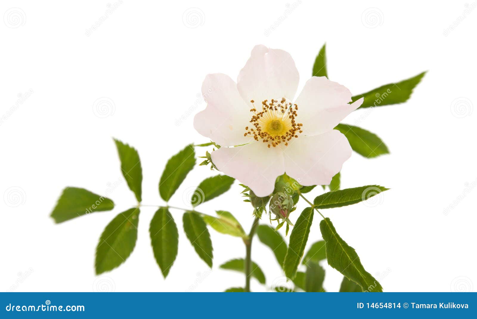 rosa canina