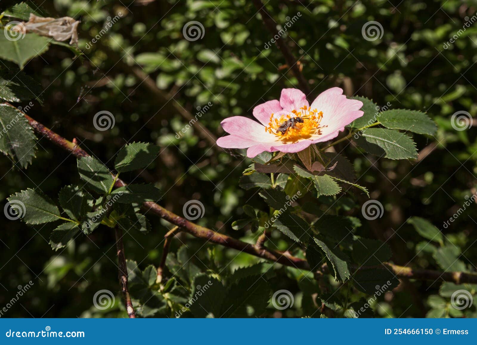 rosa canina dog rose with bee sucking nectar of flower - spontaneous officinal plant