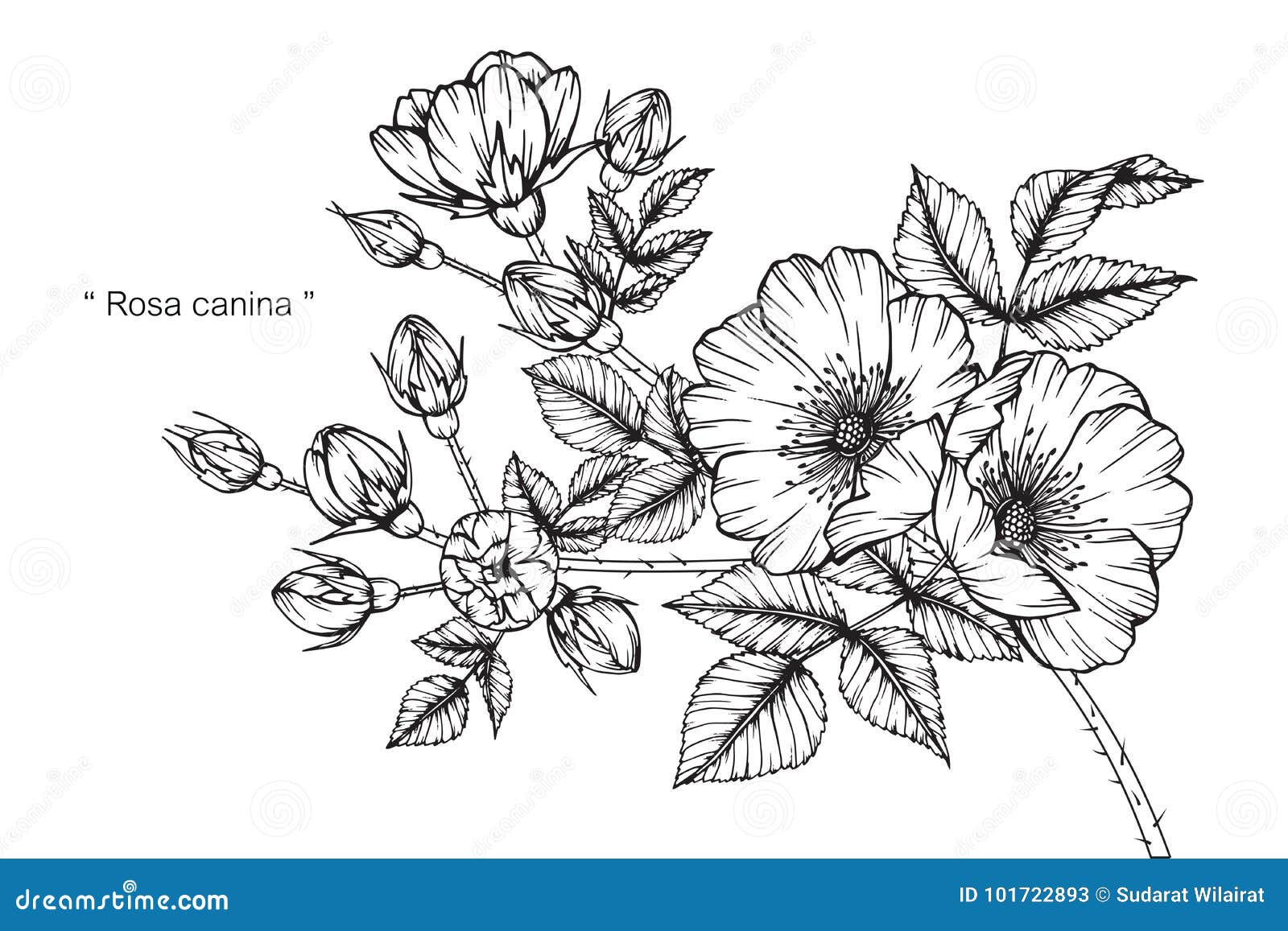 Rosa Canina Flower Drawing And Sketch Stock Vector 