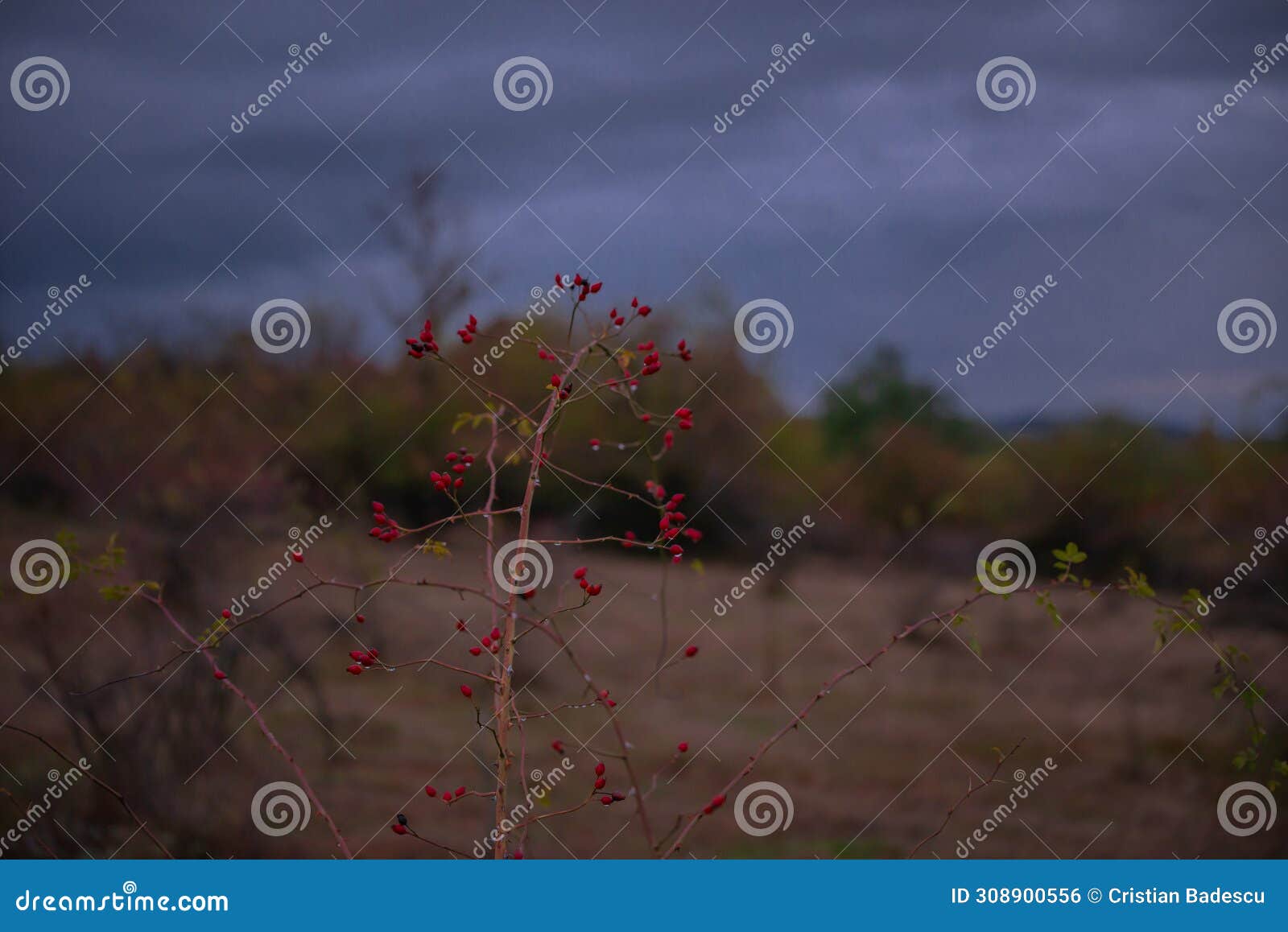 rosa canina wild plant in the nature. dog-rose ripe medicinal fruits of red color