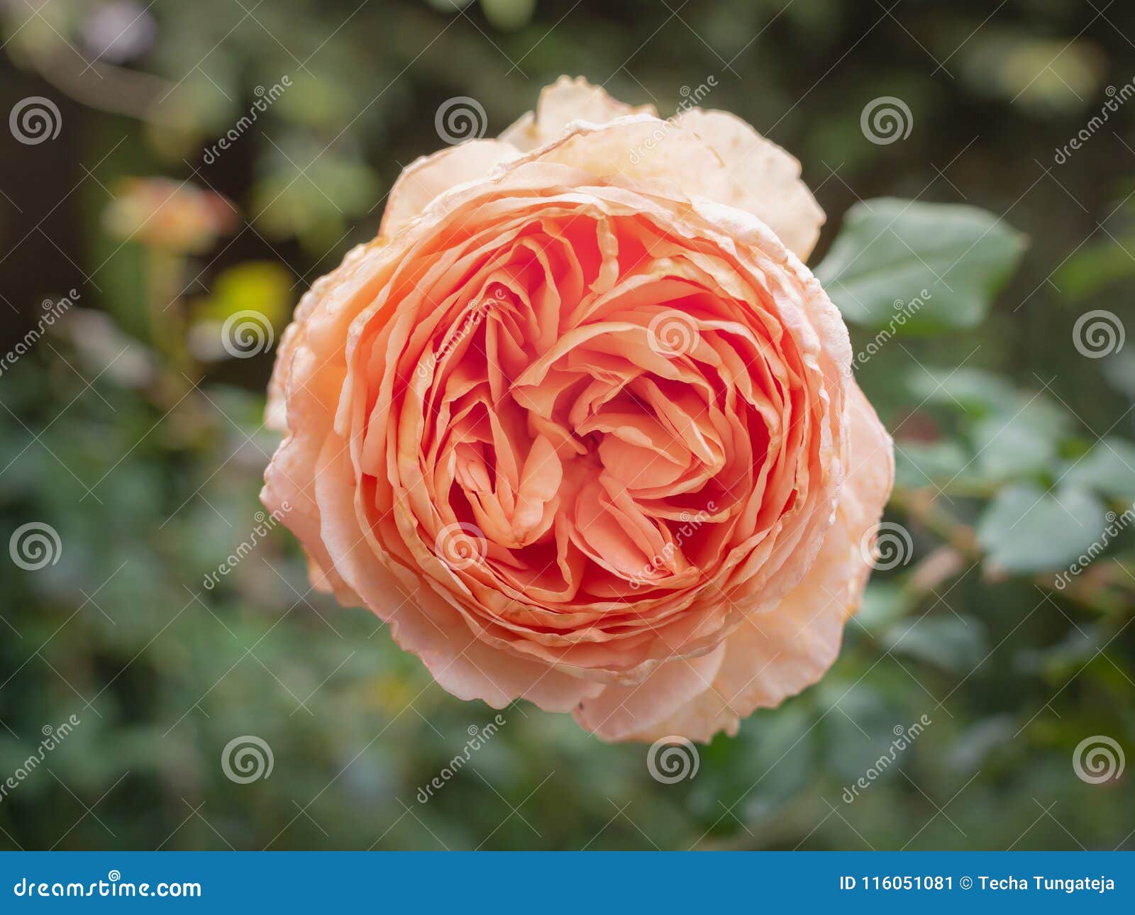 Rosa Centifolia imagen de archivo. Imagen de fresco 116051081