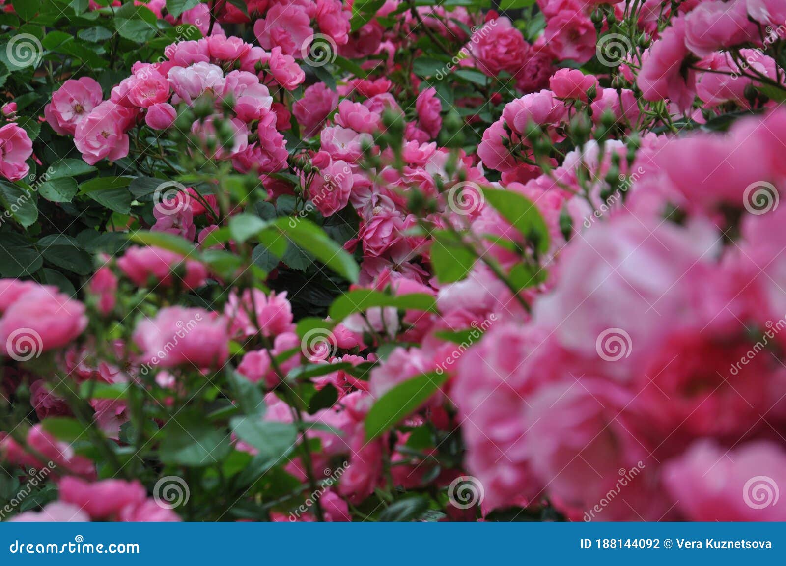 rosa centifolia or rose de mai.