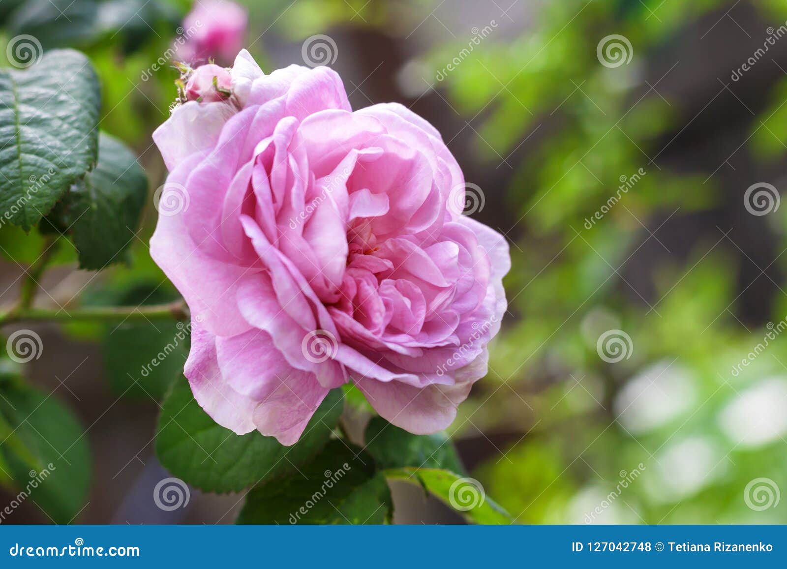 rosa centifolia rose des peintres flower closeup