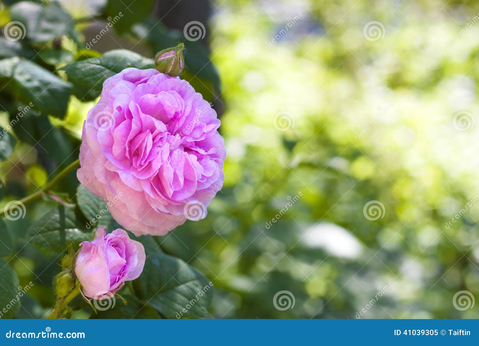 rosa centifolia (rose des peintres) flower