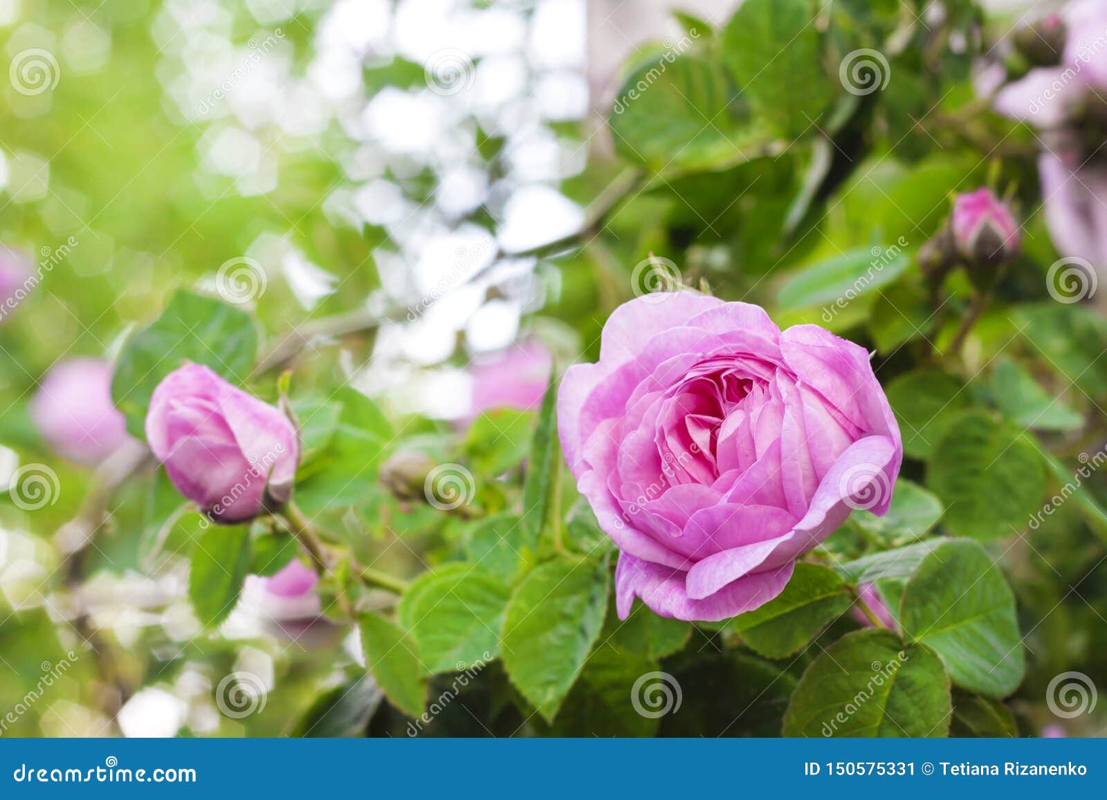 Rosa Centifolia Rose Des Peintres Flower Closeup on Garden Background Stock  Image - Image of gardening, foliage: 150575331