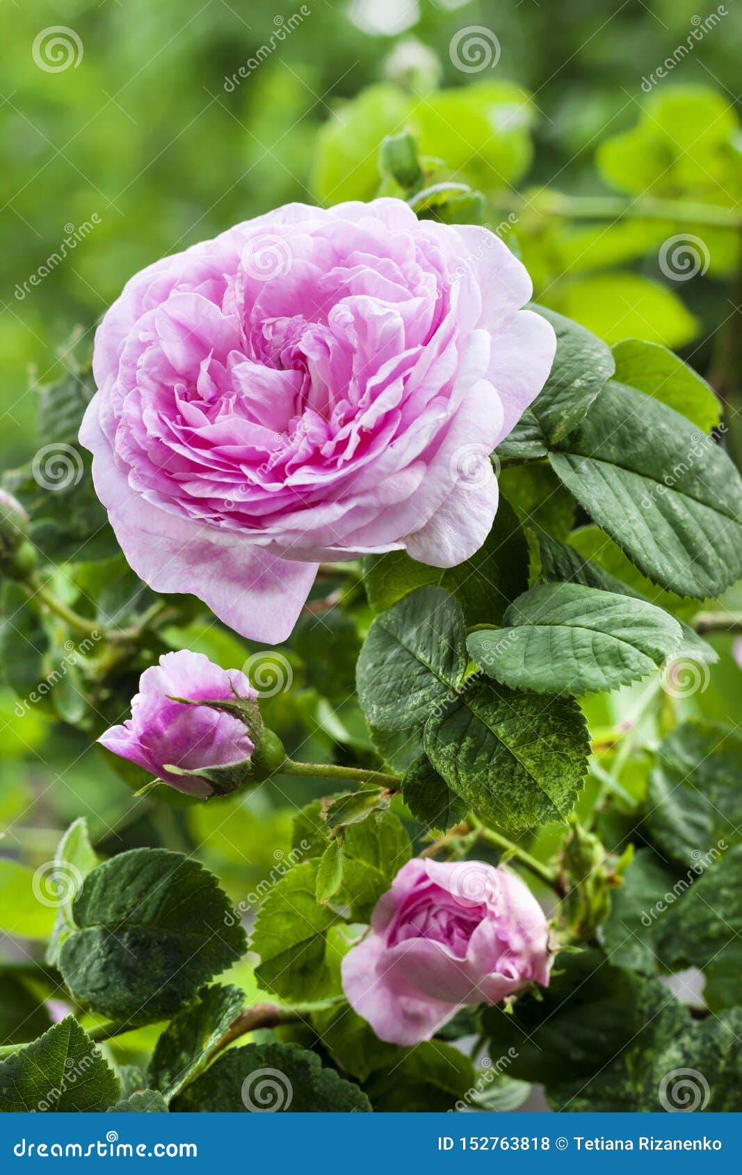 rosa centifolia rose des peintres flower closeup on garden background