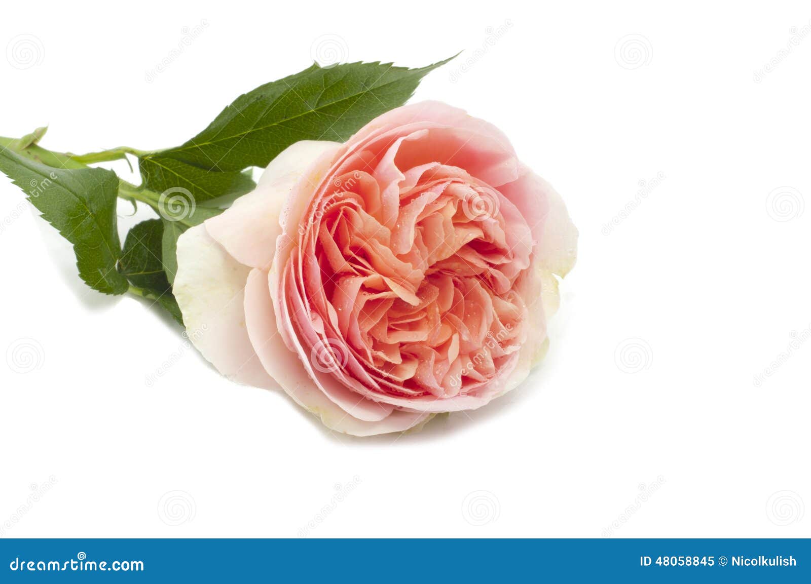 Rosa Color De Rosa Inglés De Persico De La Flor Hermosa Imagen de archivo -  Imagen de calificado, flor: 48058845