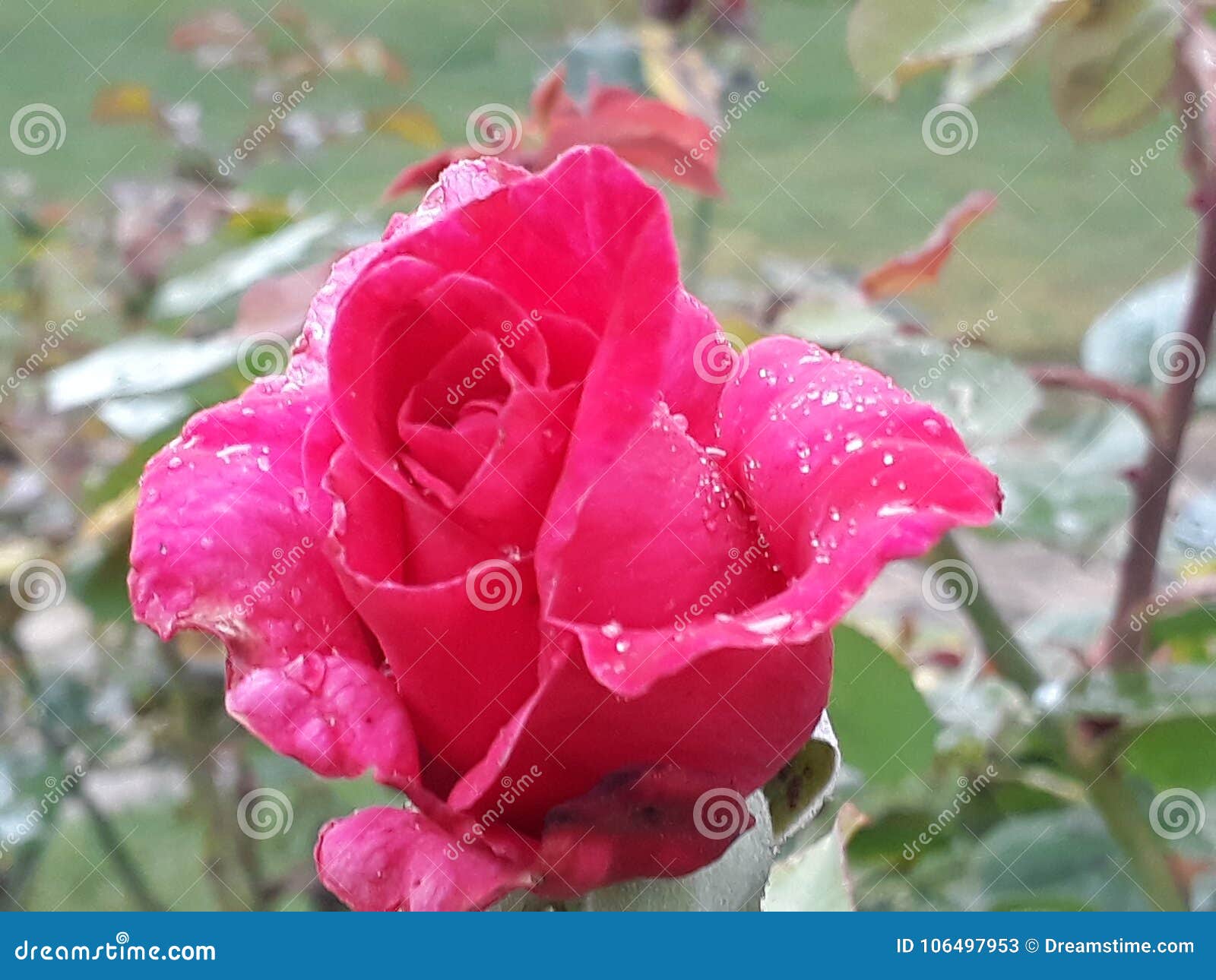 rosa color rosa / pink rose