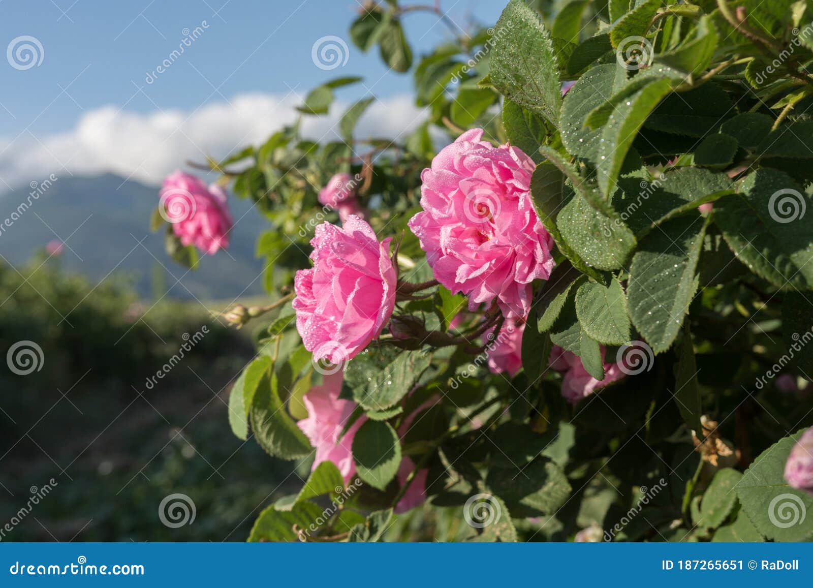 rosa damascena, known as the damask rose - pink, oil-bearing, flowering, deciduous shrub plant. bulgaria