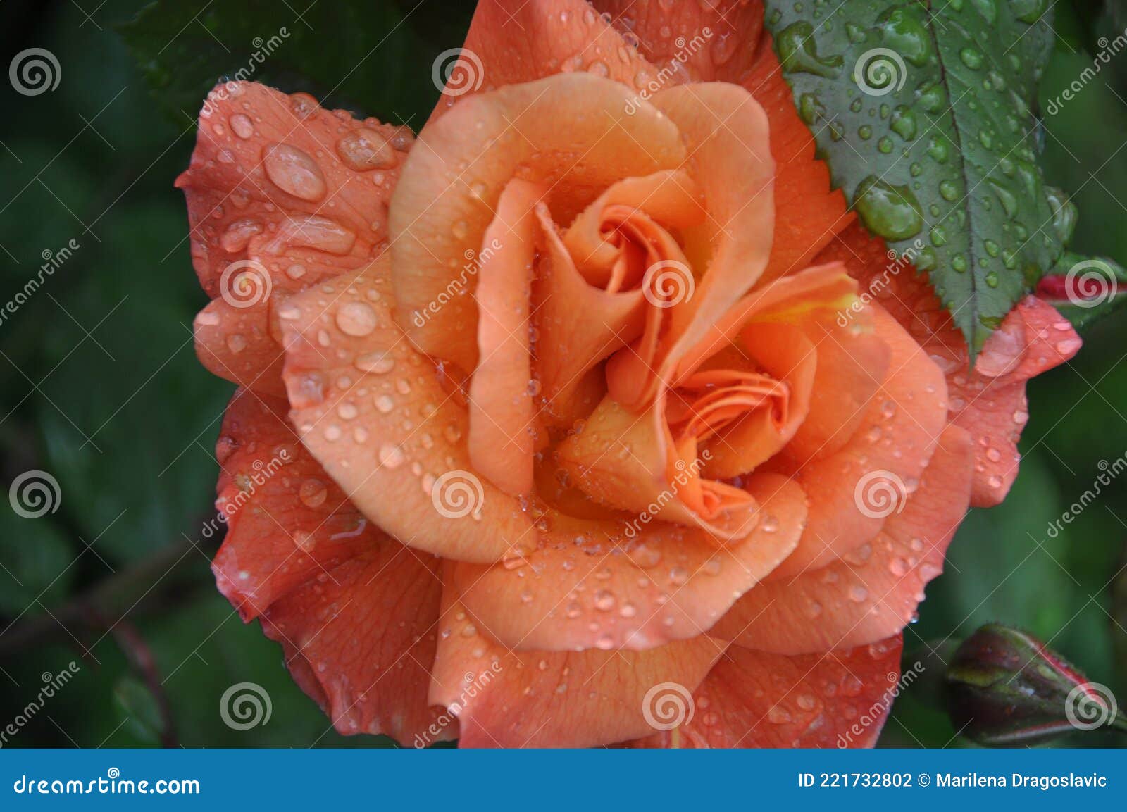 Rosa De Durazno. Una Rosa Color Melocotón Que Sigue Húmeda Con Gotas De  Lluvia Foto de archivo - Imagen de exterior, fragancia: 221732802