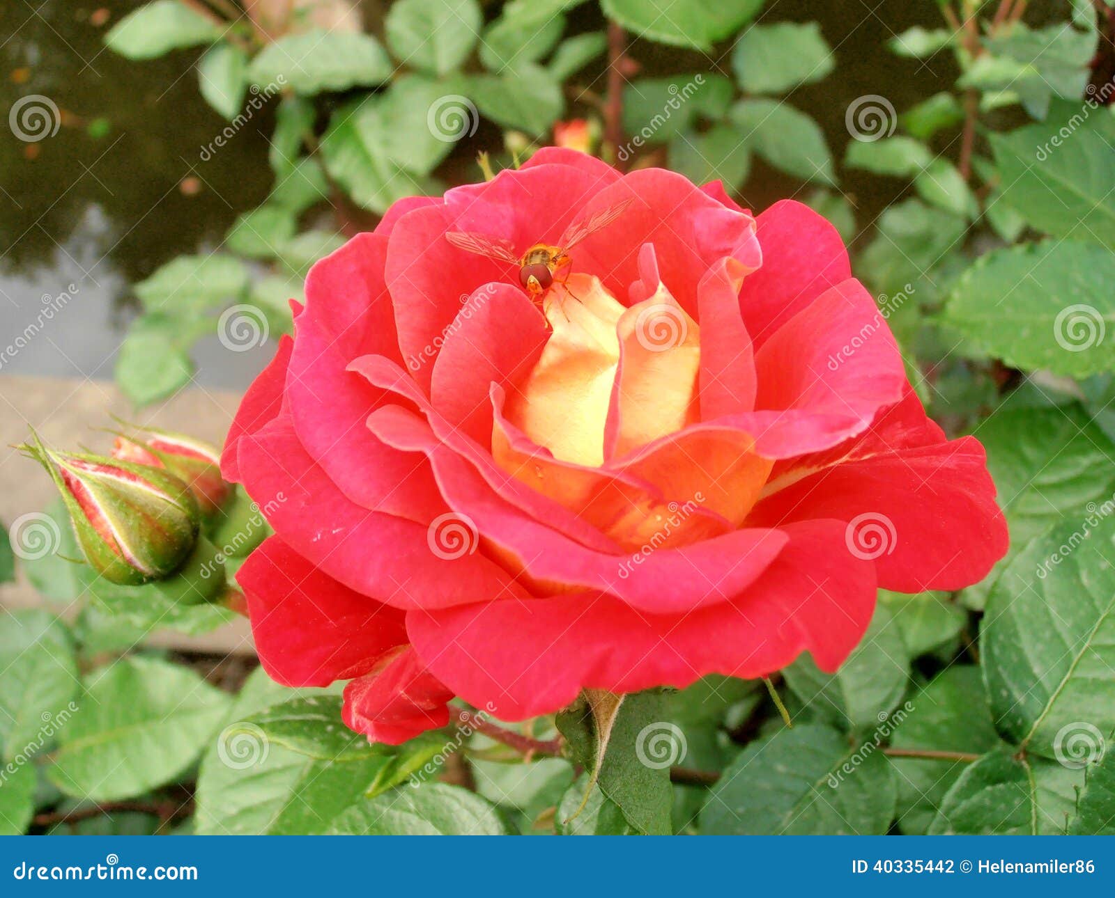 Rosa del rojo con la avispa. Esto es una rosa roja con una avispa en ella.