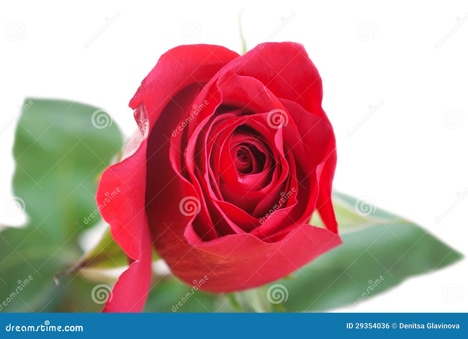 Rosa del rojo con las hojas en blanco. Una rosa roja con las hojas en blanco