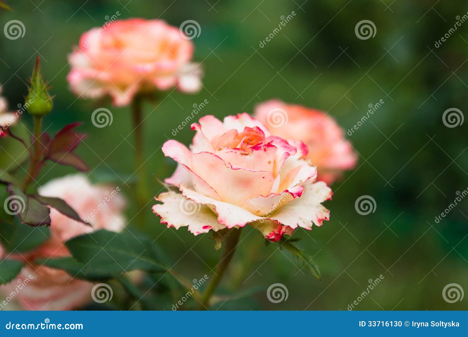 Rosa del rosa en la rama en jardín. Rosas rosadas hermosas del jardín de la estación de verano con el brote