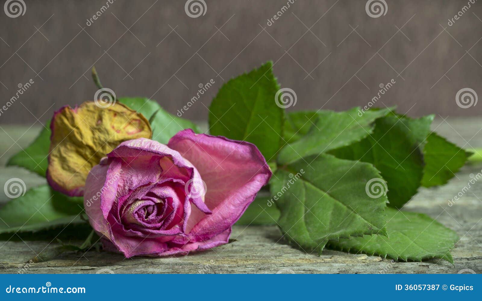 Rosa del rosa que marchita imagen de archivo. Imagen de secado - 36057387