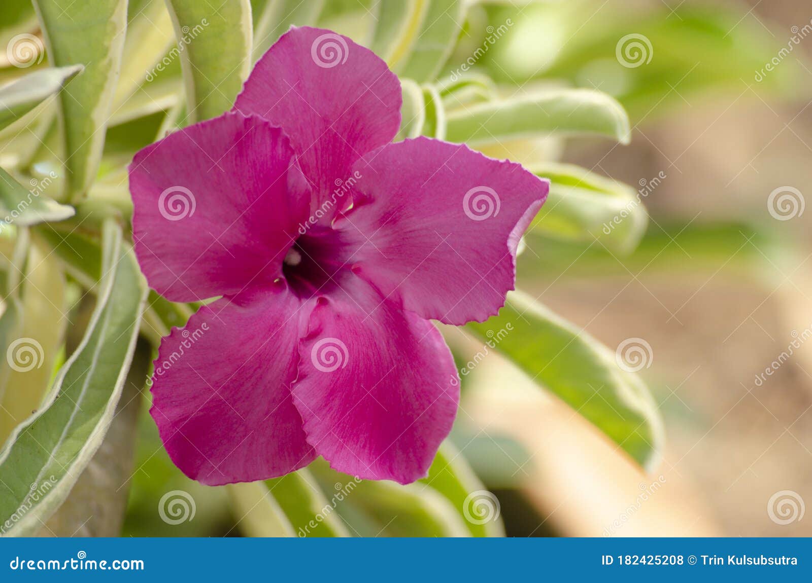 Foto de Mulher Que Segura A Flor Do Peão No Fundo Corderosa Com Sombra Dura  Estilo Moderno Dia Internacional Da Mulher 8 Março e mais fotos de stock de  Adulto - iStock