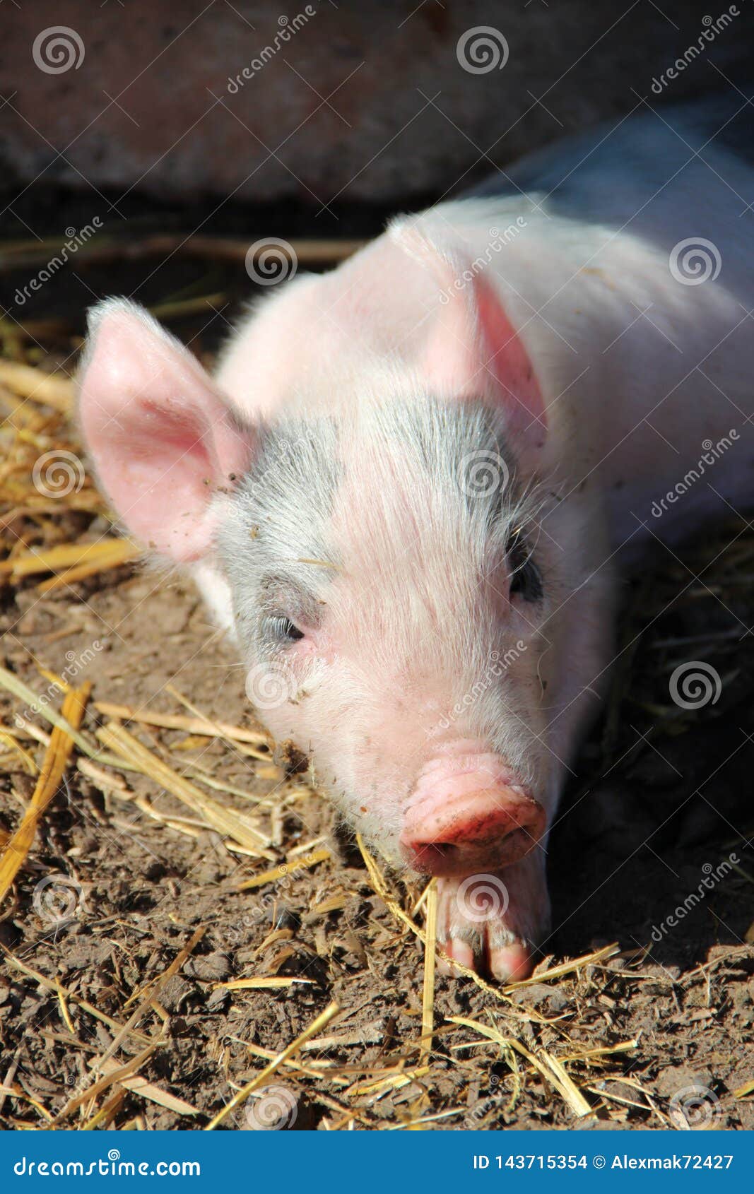 Rosa Ferkel Das In Der Sonne Sich lt Mundung Des Bauernhofbabytieres Stockfoto Bild Von Sonne Mundung