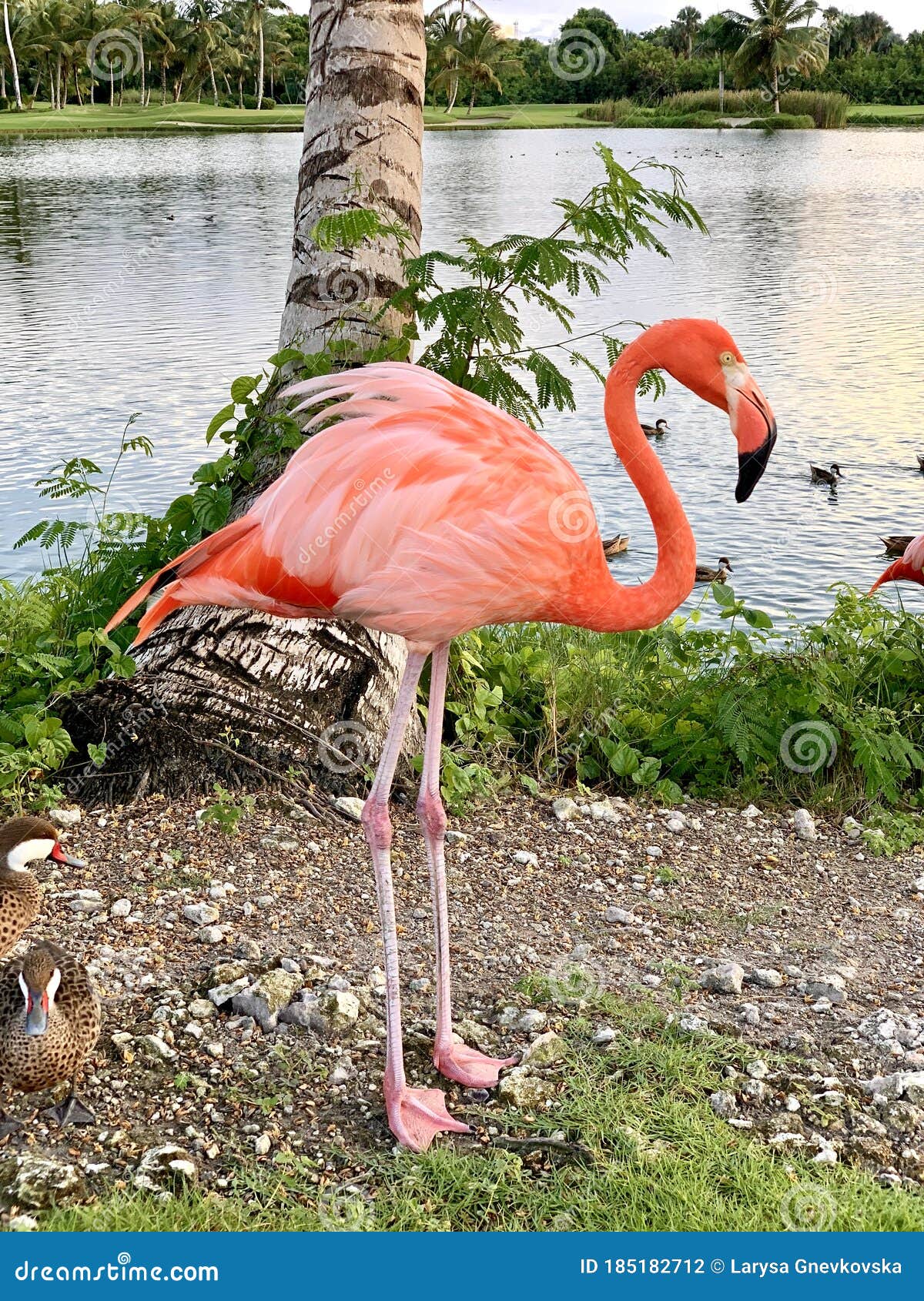 https://thumbs.dreamstime.com/z/rosa-flamingo-und-ente-mit-fluss-flusspalme-blauem-himmel-185182712.jpg