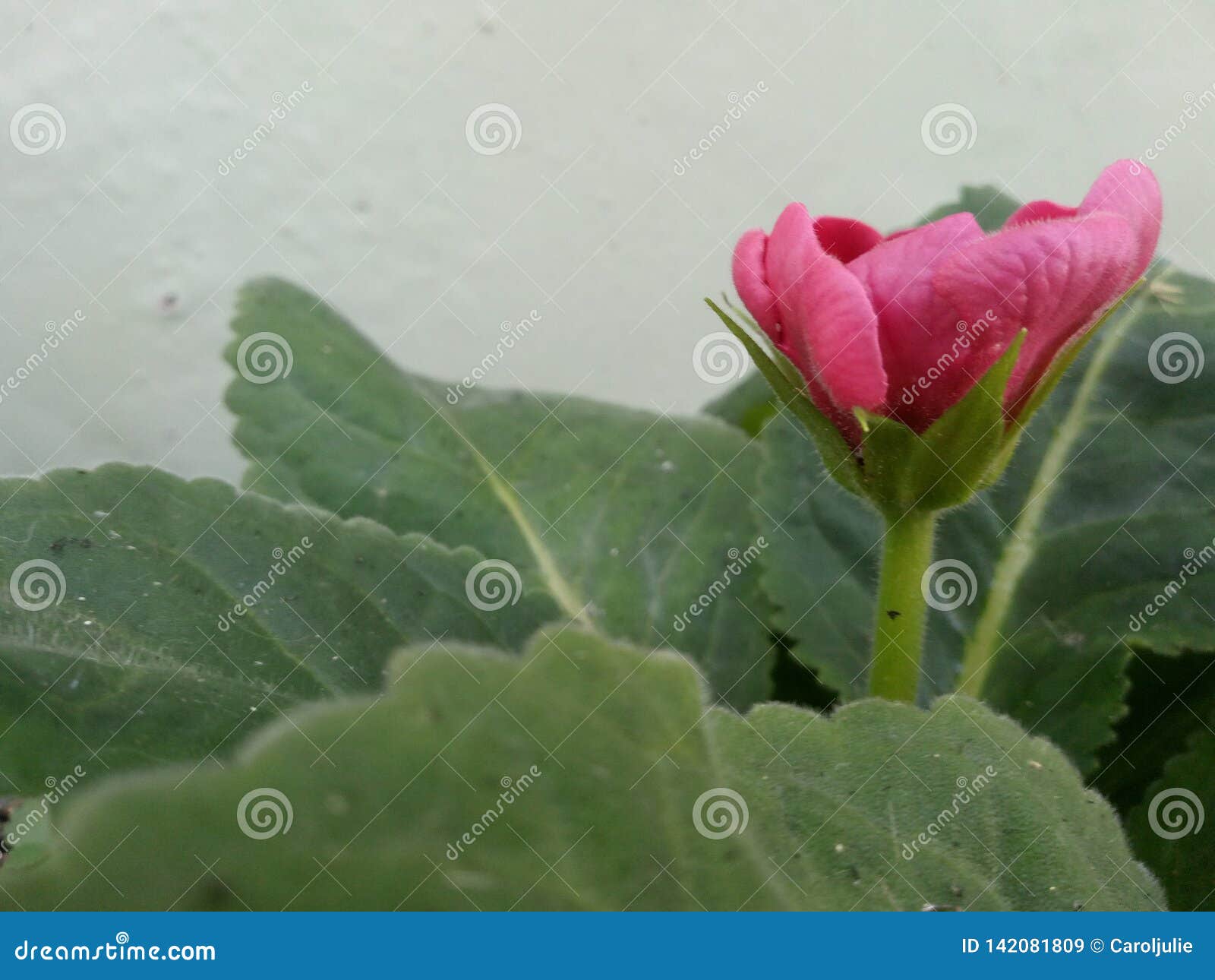 rosa flor