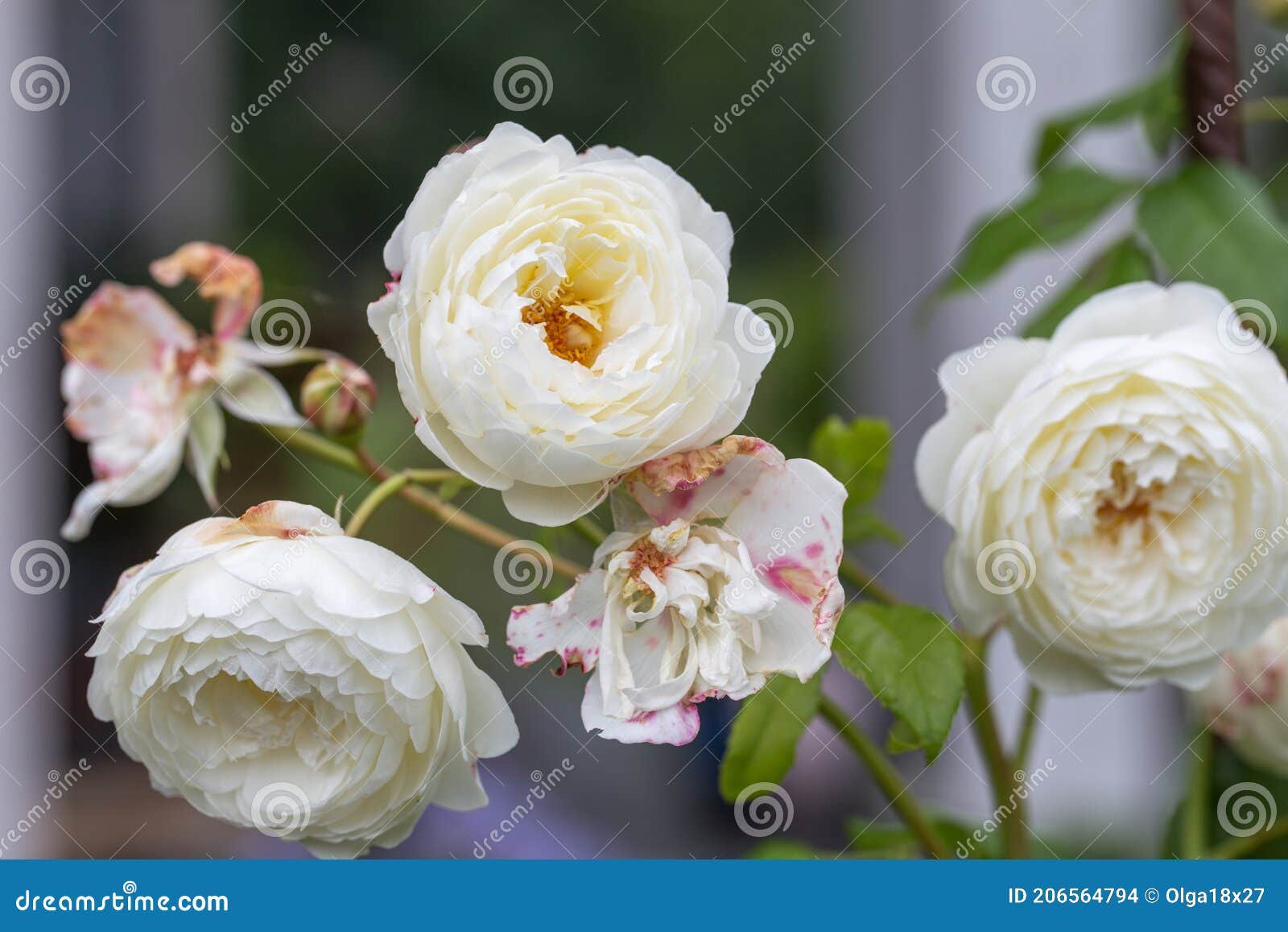 Rosa Florescente No Jardim Num Dia Ensolarado. David Austin Rose Claire ...