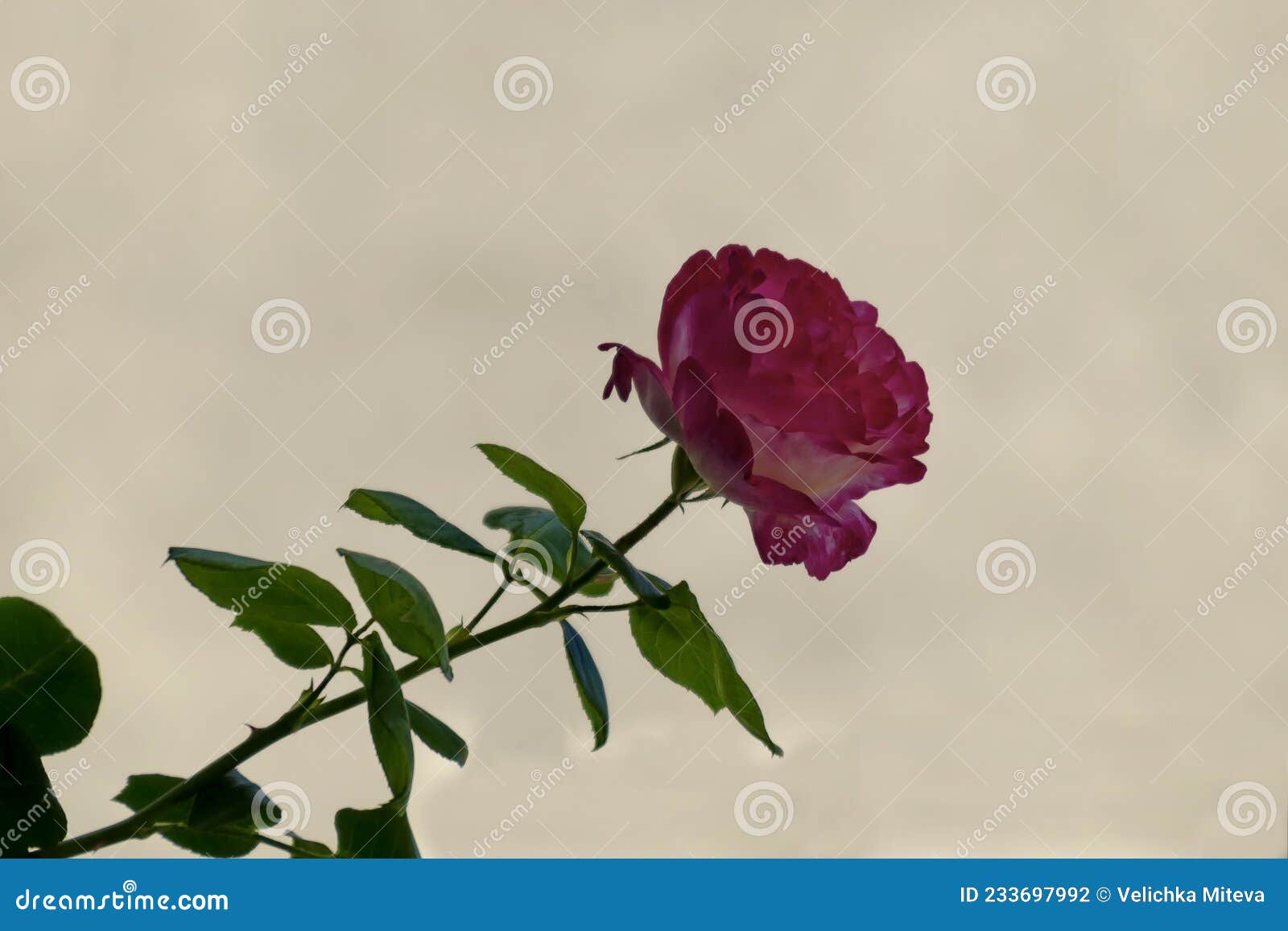 Rosa Florida Com Flores Coloridas Rosa E Brancas No Jardim Das Rosas Foto  de Stock - Imagem de seda, sofia: 233697992