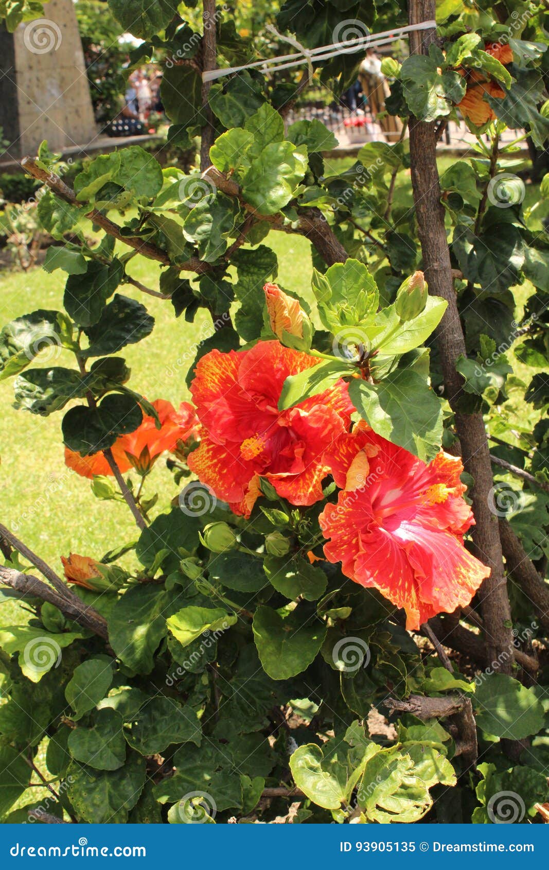 Rosa gigante de la flor imagen de archivo. Imagen de hermoso - 93905135