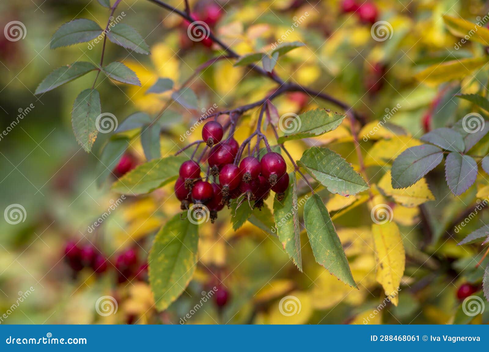 rosa glauca deciduous red-leaved spiny shrub with red ripened fruits, redleaf rose branches with hips and leaves