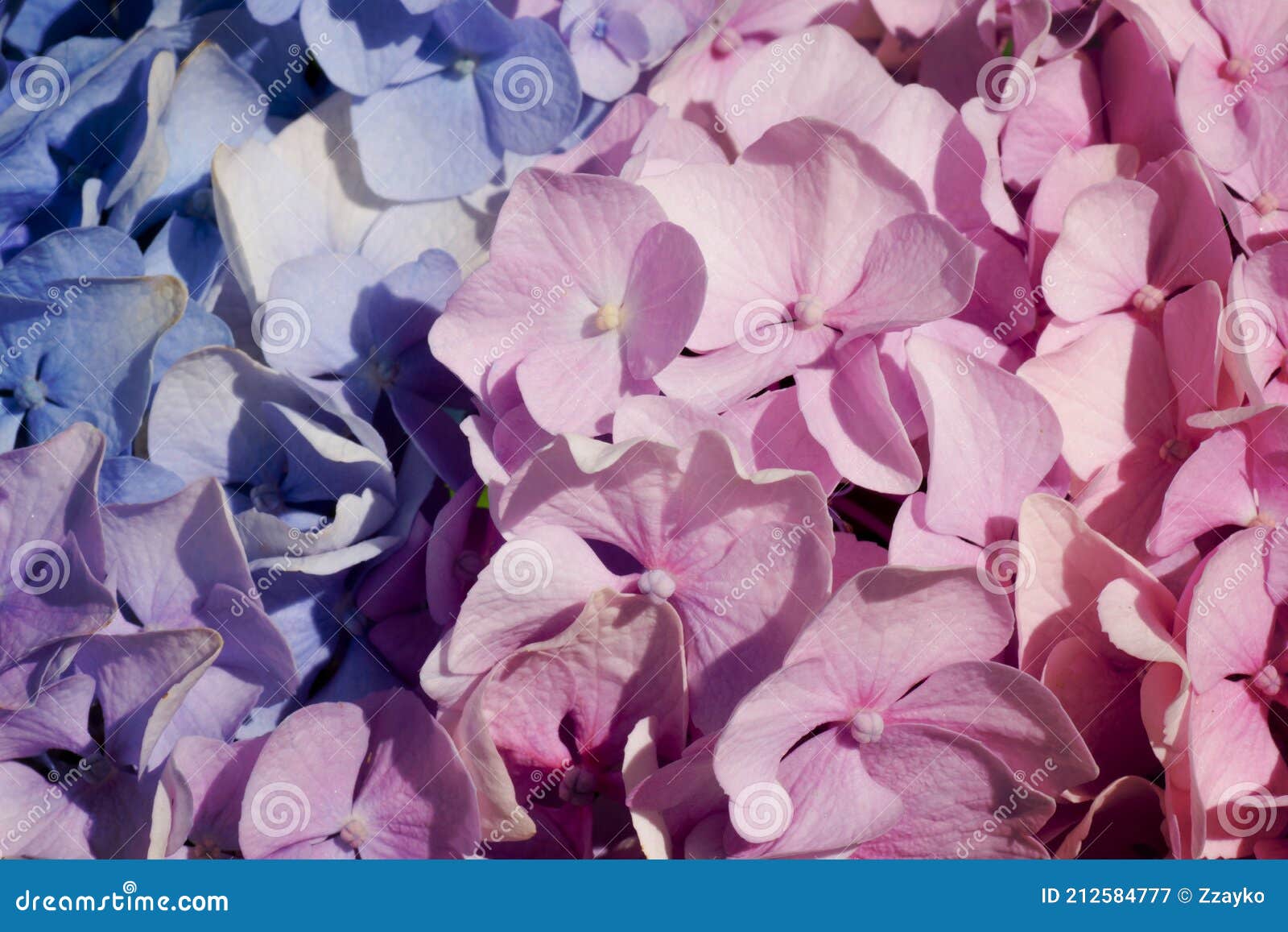 Rosa Hortensia Arte Fino Floral Texturas Naturales. Texturas De Foto De  Retrato. Fondo De Estudio Digital Mejor Para Lindo Imagen de archivo -  Imagen de rosa, verde: 212584777