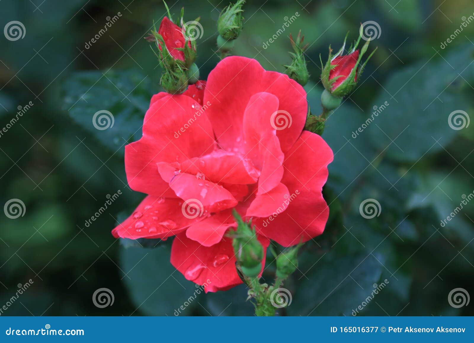 Beautiful Red Rose With Transparent Raindrops Stock Image Image Of Petals Flowers 165016377