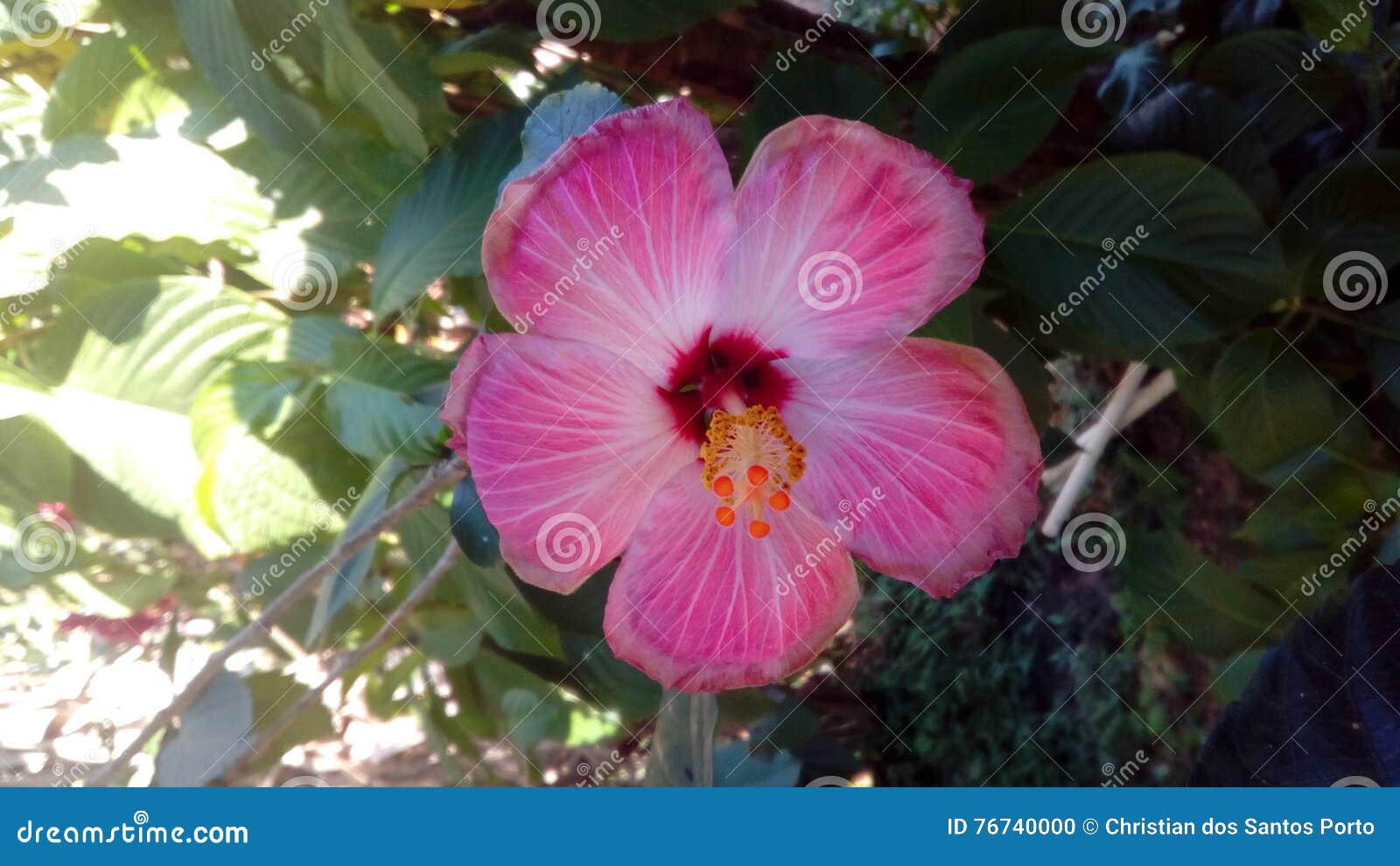 Rosa Linda tropical flower stock photo. Image of janeiro - 76740000