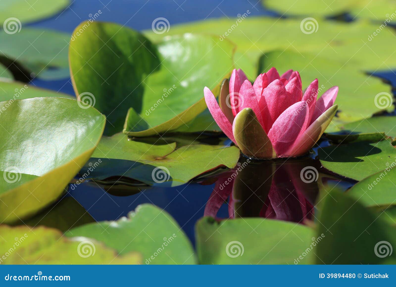 50+ Teich Lotusblume, Unsere lotusblumen erhalten sie mit