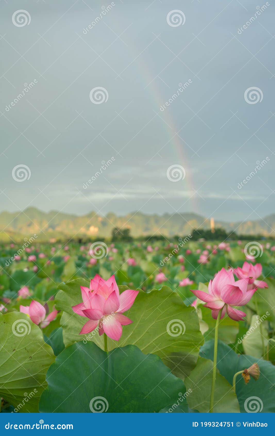 Rosa lotus blommor bland gröna blad i sjön. regnbåge i bakgrunden.