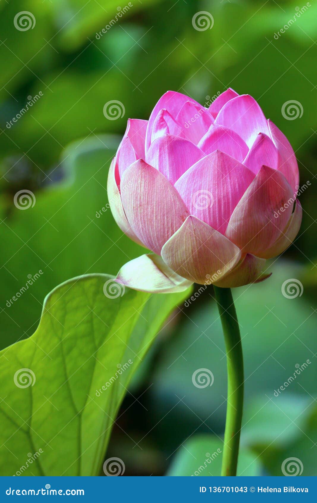 Rosa Lotus, Flores Exóticas Hermosas Imagen de archivo - Imagen de  mauricio, primer: 136701043