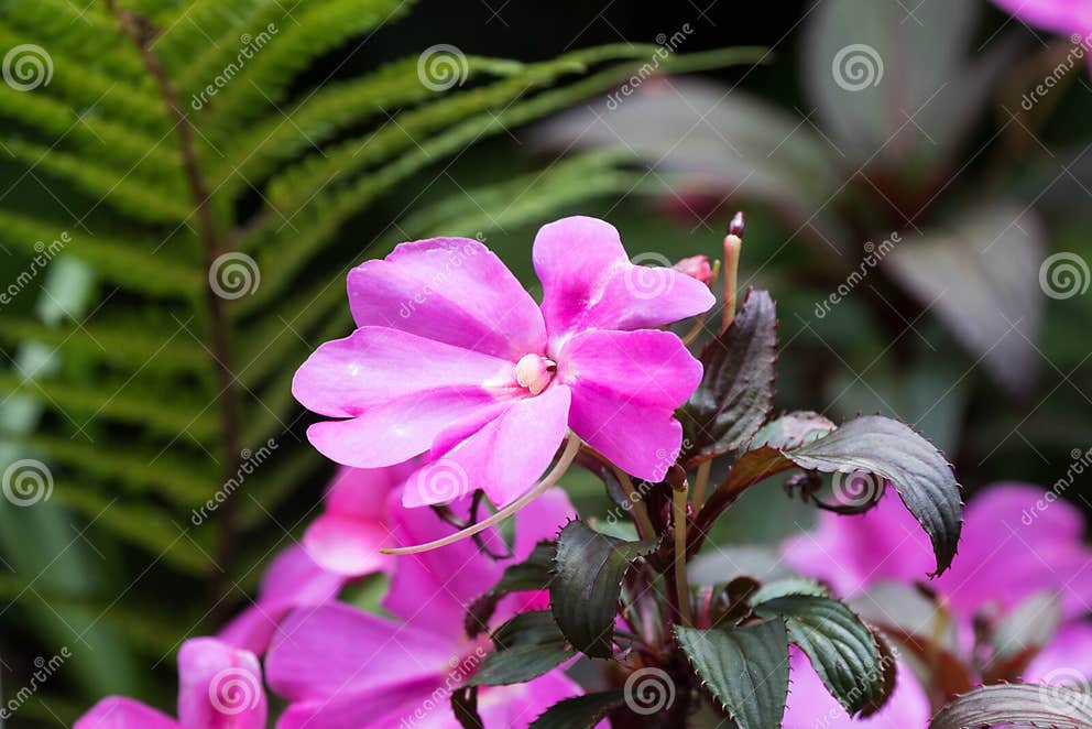 Rosa Magentarote Blume Von ImpatiensBlume Mit Den Purpurroten Grünen