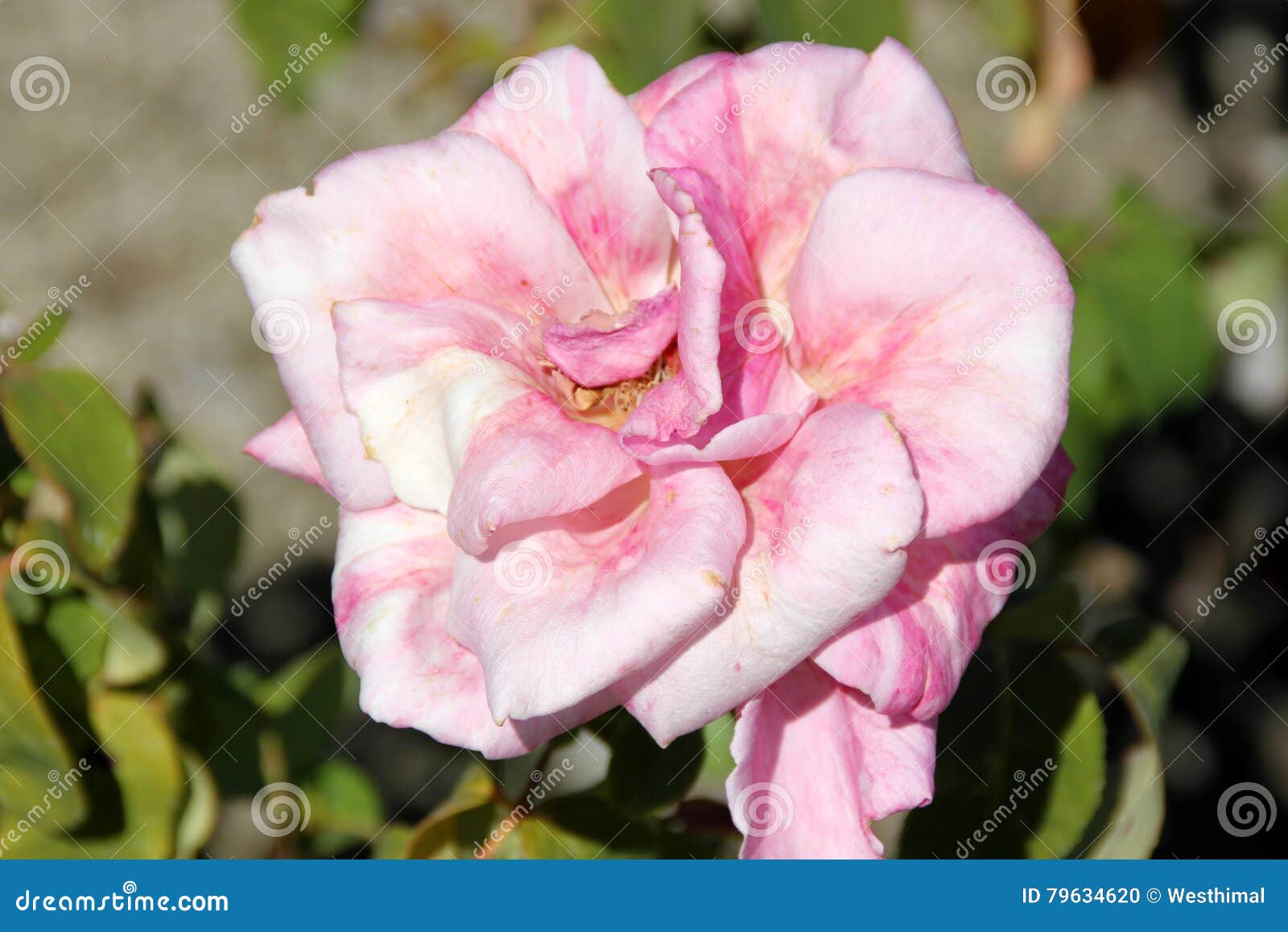 Rosa 'Memorial Day' stock photo. Image of bush, fragrance ...