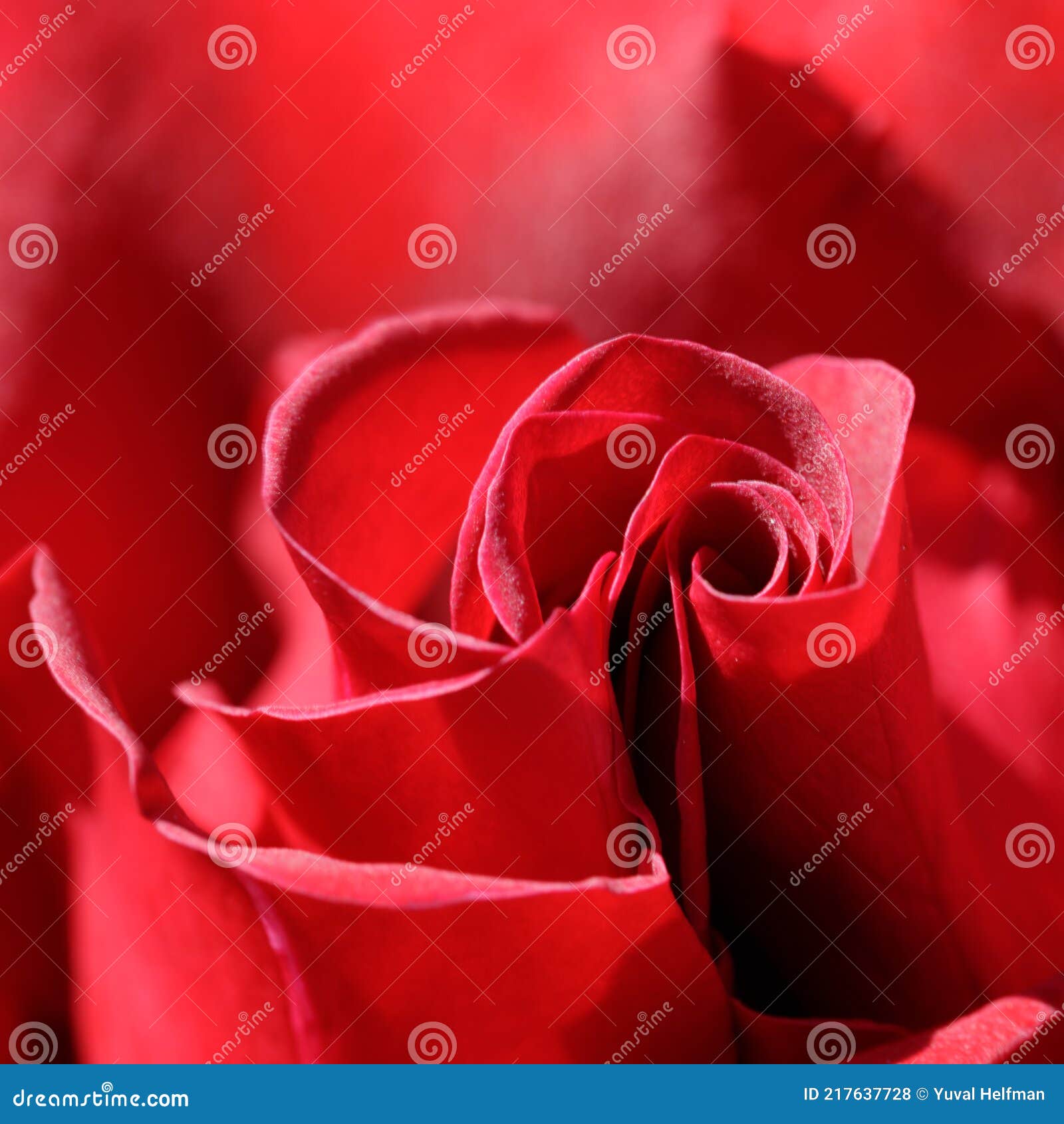 rosa `mister lincoln` hybrid tea rose in bloom