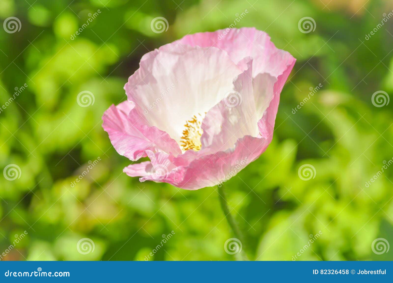 Rosa Mohnblume im Garten stockfoto. Bild von frech, park 82326458