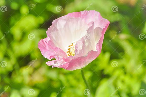 Rosa Mohnblume im Garten stockfoto. Bild von frech, park 82326458