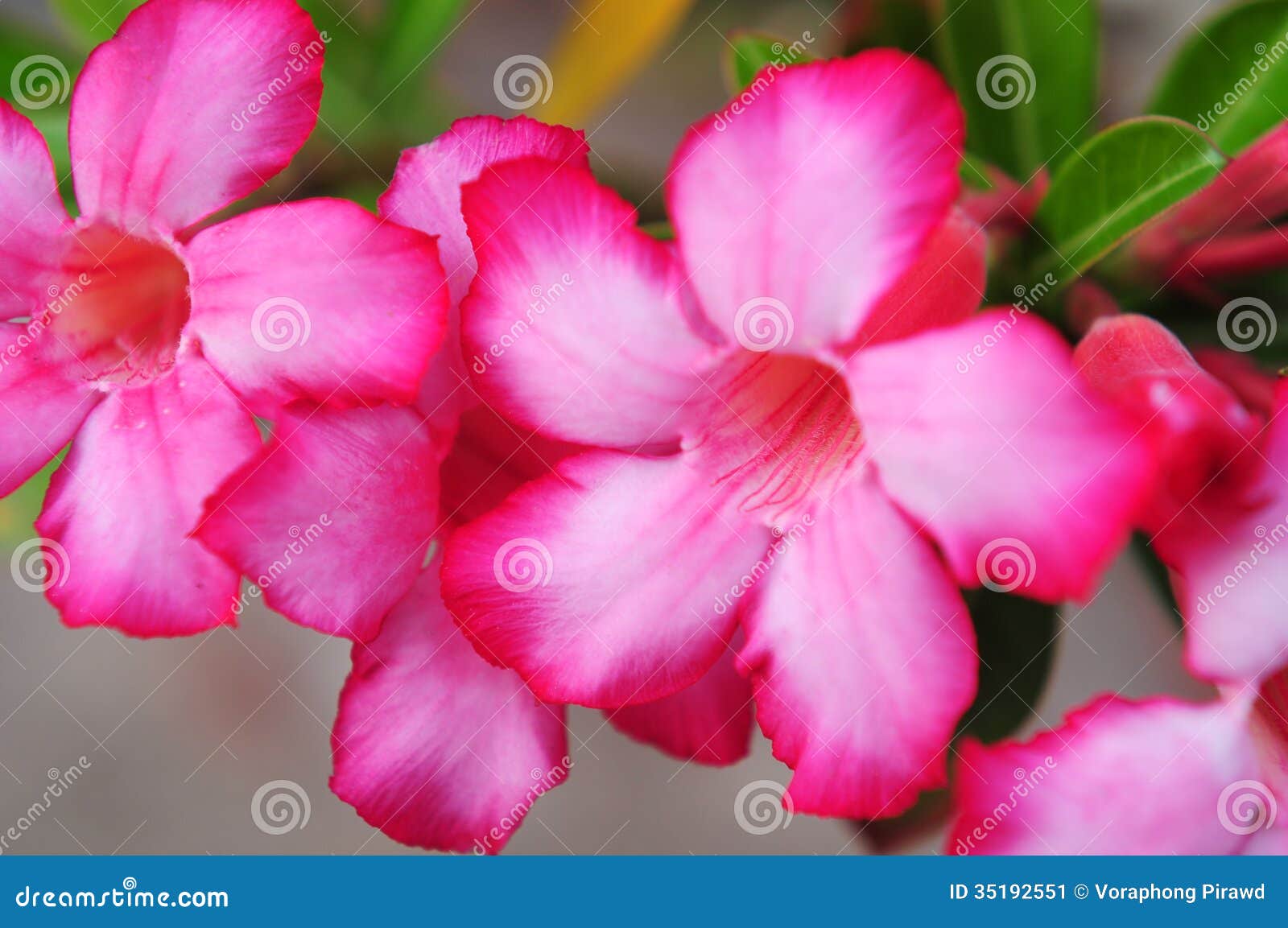 Rosa Oleander Stockbild Bild Von Makro Oleander Leander 35192551