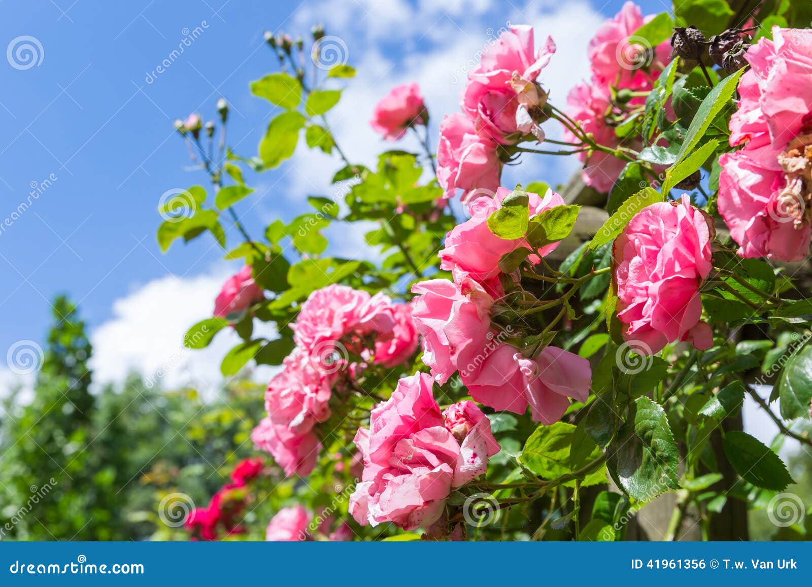 rosa in ornamental garden with selective focus against a blue sky